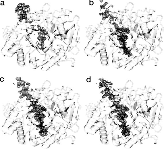 Characterization results of human cartilage glycoprotein-39 and chitin conjugates. (OA Literature)