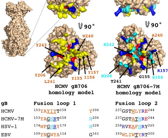 Crystal structure of human cytomegalovirus glycoprotein B. (OA Literature)