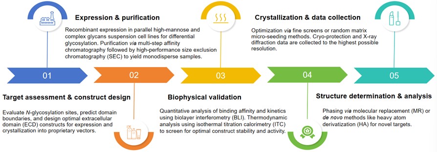 High-resolution glycoprotein crystallography services. (Creative Biolabs Original)