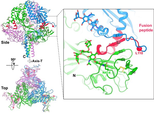 Structure of the Nipah virus-Fusion trimer. (OA Literature)