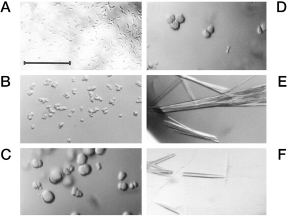 Schematic diagram of the A-F crystals of GP120 glycoprotein. (OA Literature)