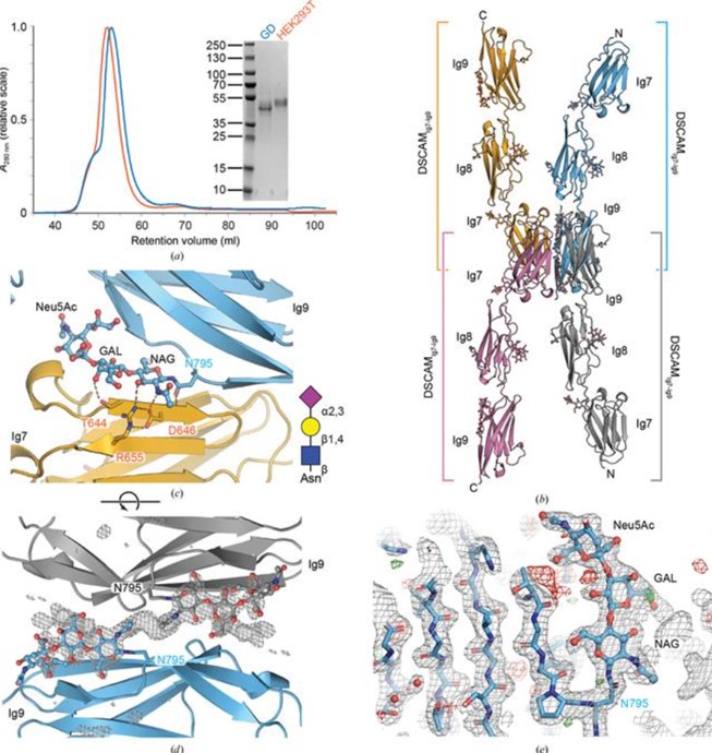 Structural analysis of DSCAMIg7-Ig9 derived from HEK293 GD. (OA Literature)