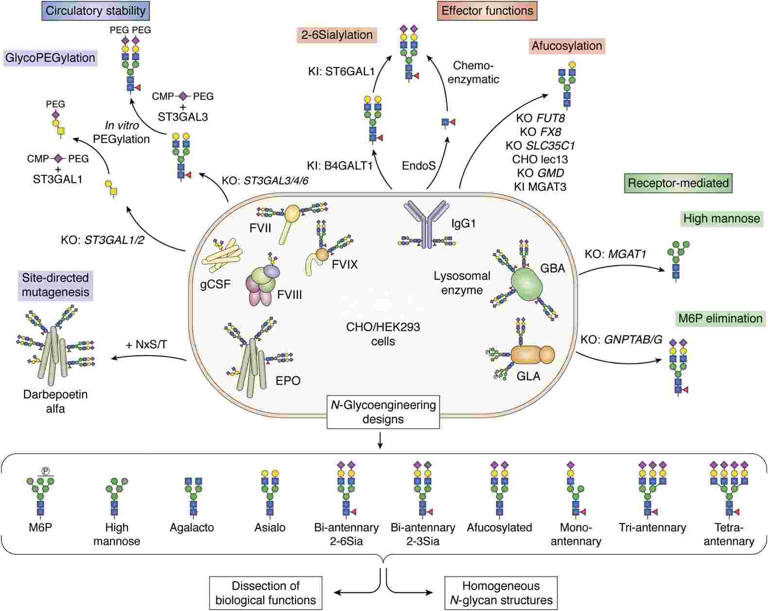 Fig.2 Examples of CHO and HEK293 cell glycosylation engineering designs.