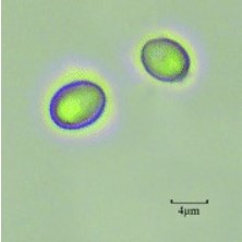 Schematic diagram of Pichia pastoris.