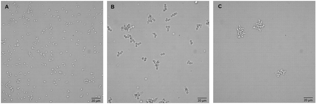Fig.1 Optical microscopy results of yeast cells of different strains.