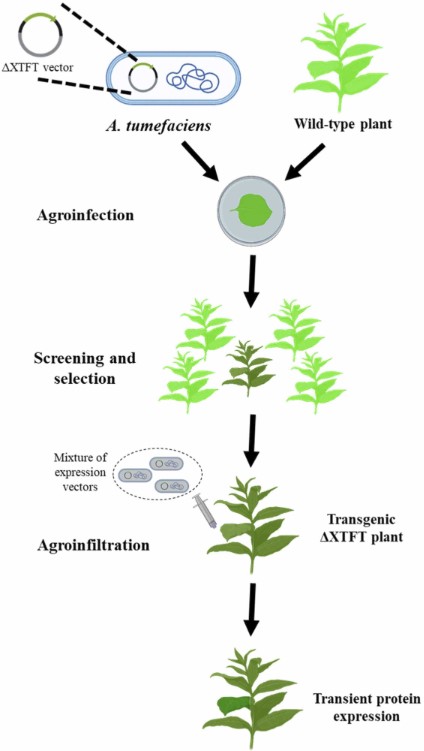 Fig.2 Recombinant protein expression process in glycoengineered plant systems.