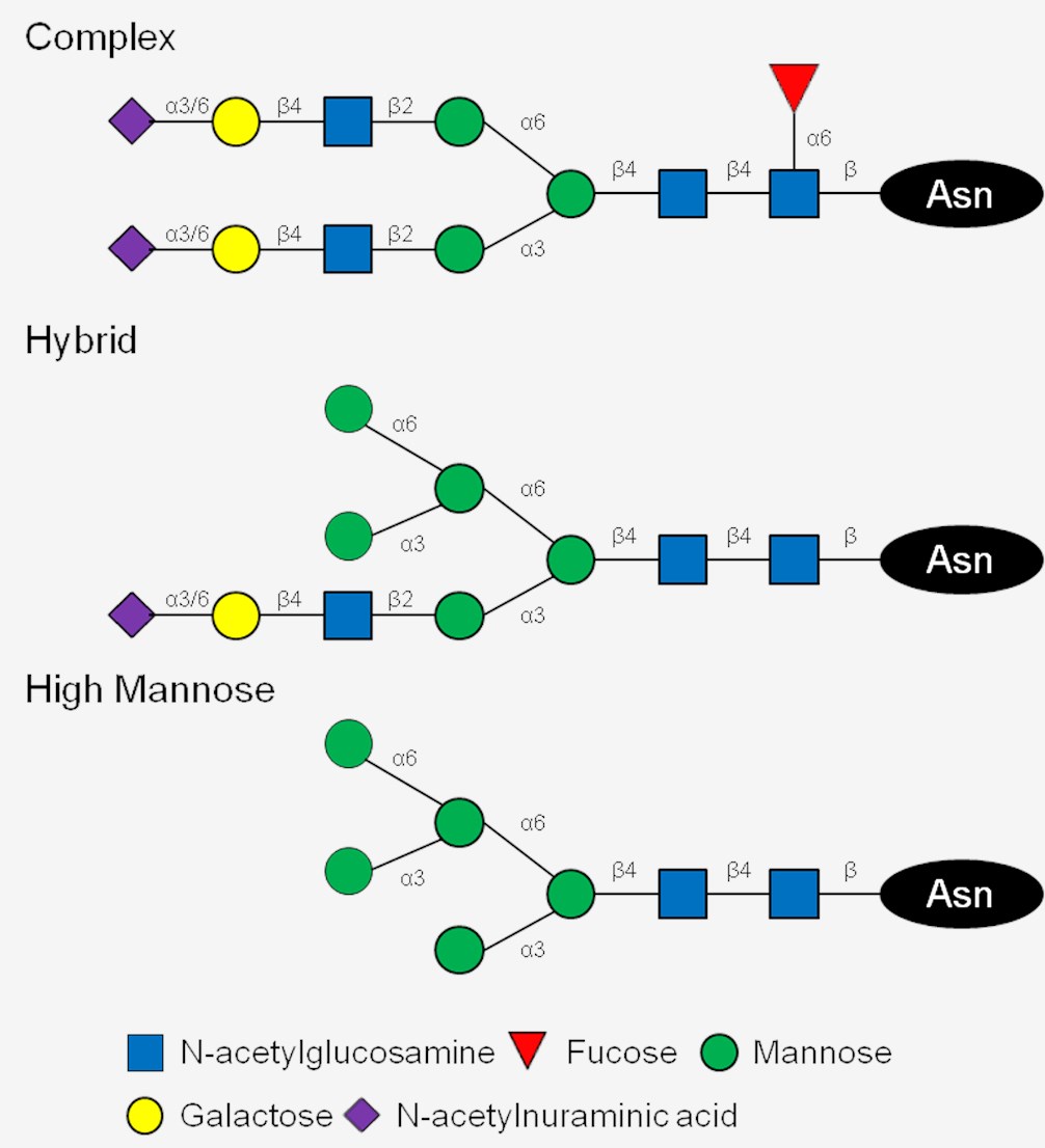Fig.1 Classes of N-linked glycans in mammalian cells.