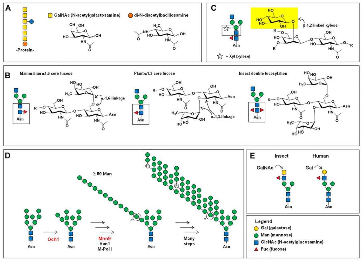 Fig.1 Glycoforms of concern in plant, and other production systems.