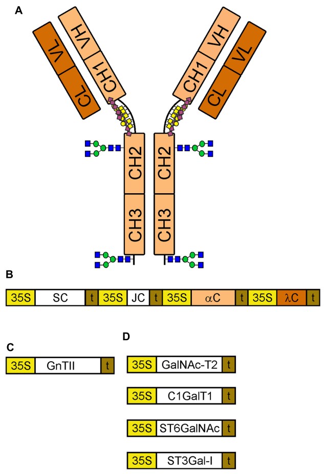 Fig.2 Schematic diagram of constructs for glyco-engineering.