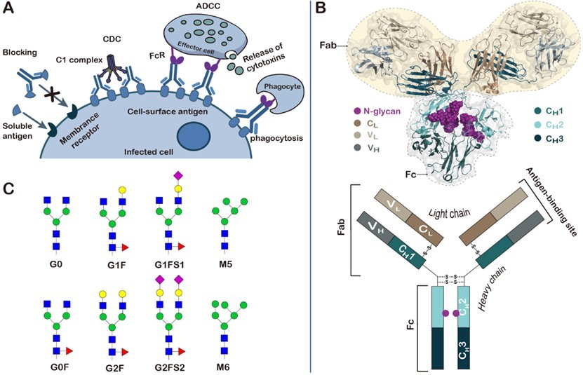 Fig.1 Function, three-dimensional structure and discovered N-glycan structures of antibodies.