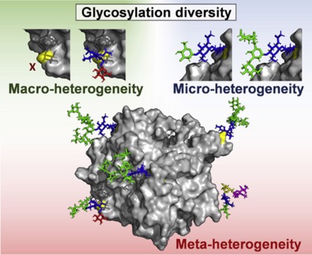 GFig.1 Glycan macro- and micro-heterogeneity
