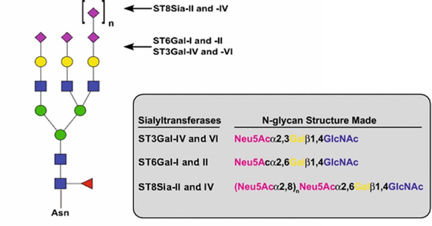 Fig.1 N-glycans synthesized by different sialyltransferases. (Bhide, 2017)