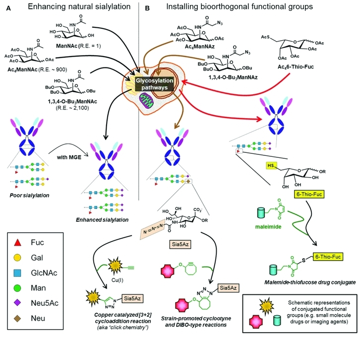 Fig.1 Glycoengineering of mAbs. (Buettner, et al., 2018)