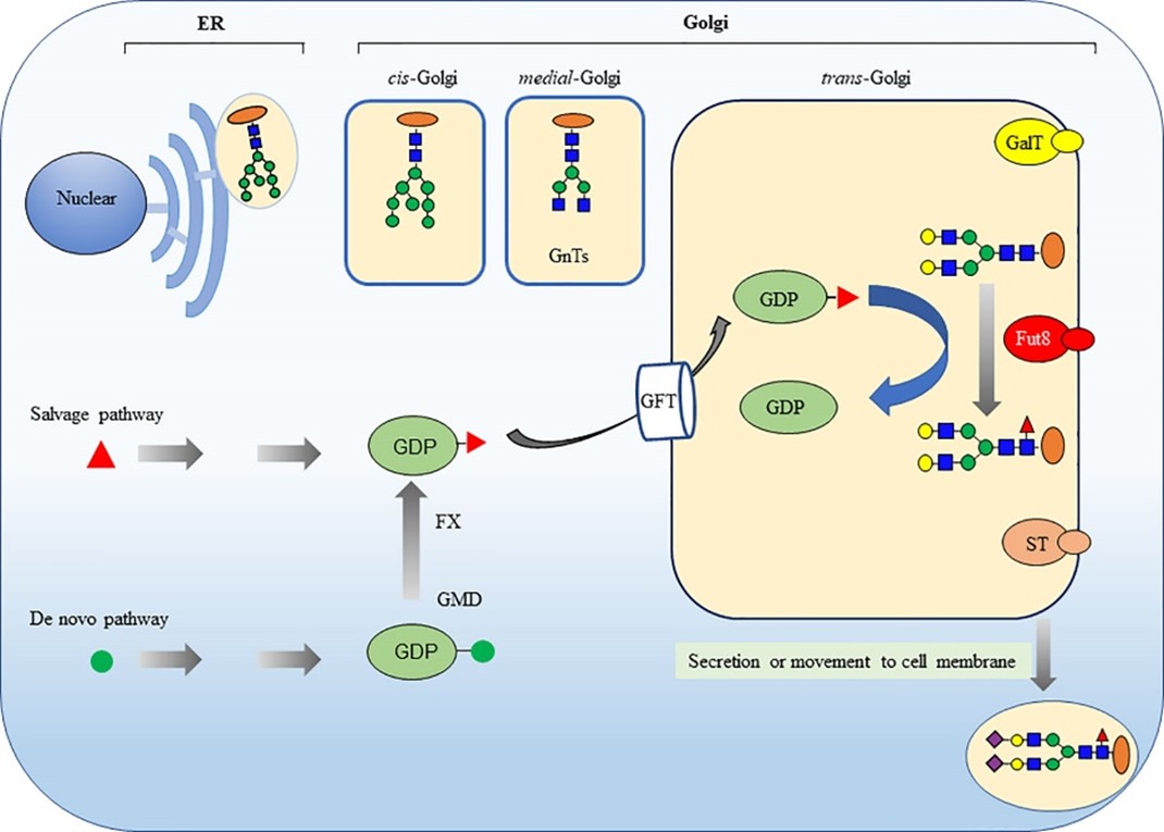 Fig.1 Core fucosylation process in animal cells.