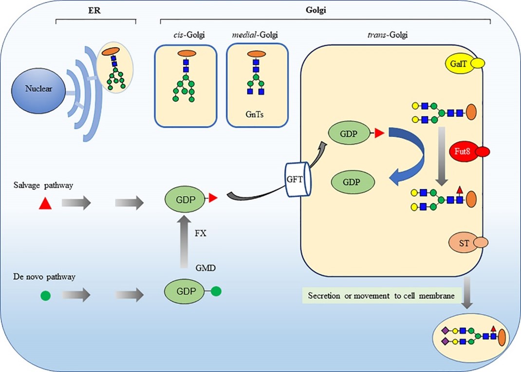 Fig.1 Core fucosylation pathway in mammalian cells