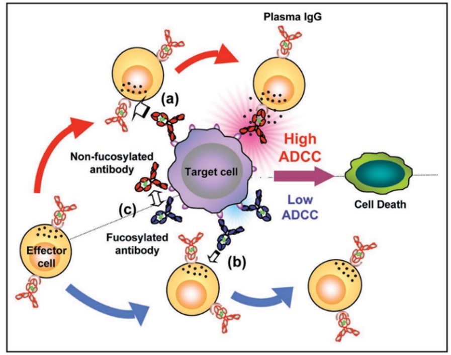 Fig.2 Non-fucosylated antibodies induce high ADCC