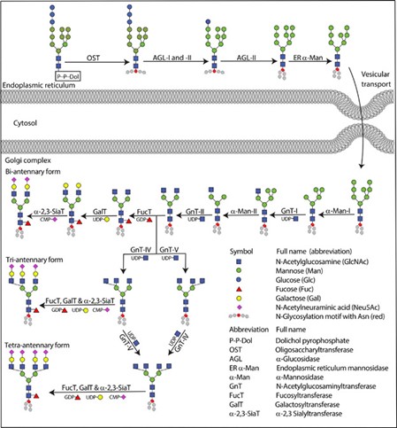 Fig.1 Biosynthesis pathway of branching N-glycans. (Tejwani, 2018)