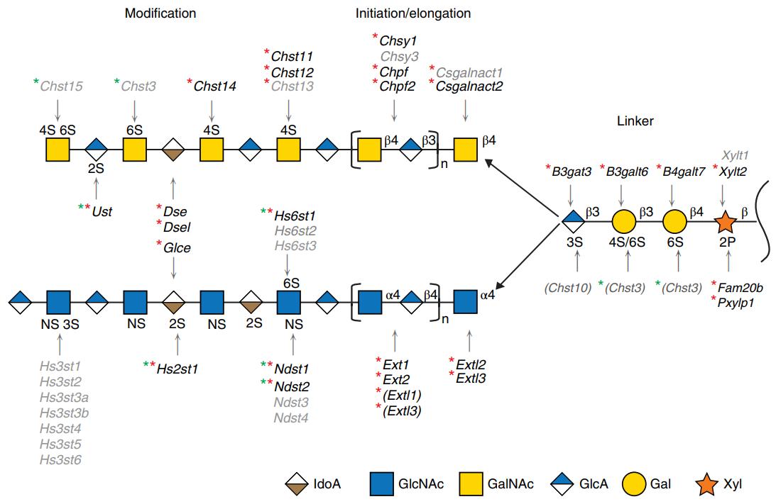 Fig.2 Genetic regulation for biosynthesis of GAG