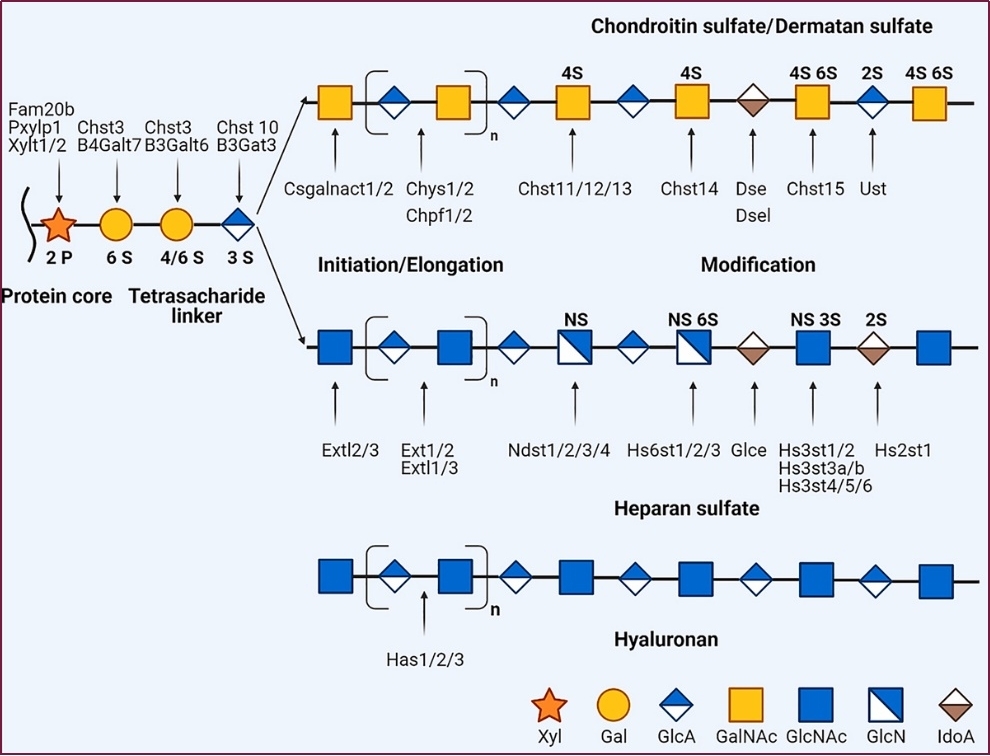 Fig.1 Biosynthesis of glycosaminoglycans.