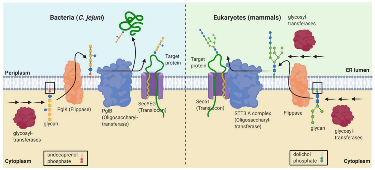 Fig.1 Native N-glycosylation pathways in bacteria and eukarytes. (Pratama, 2021)