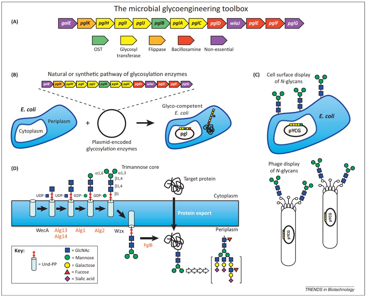 Fig.2 N-linked glycoengineering toolbox in E. coli. (Baker, 2013)