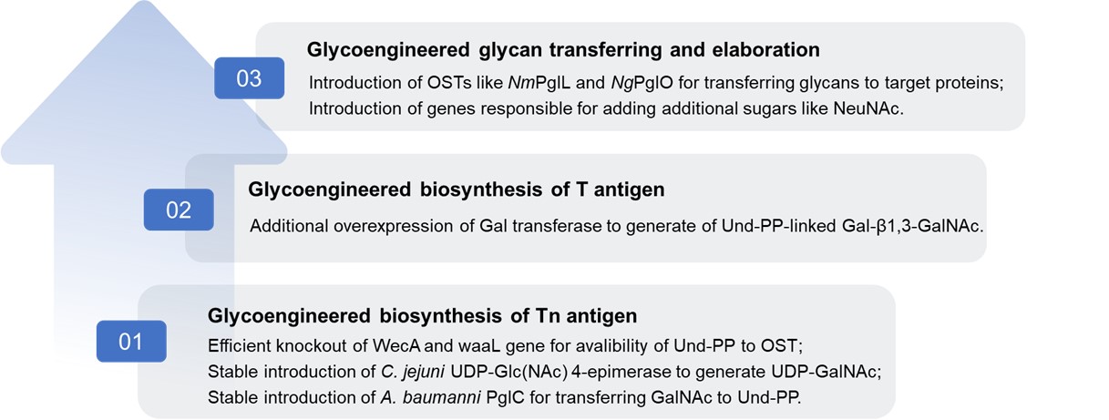 Fig.2 Glycoengineering in bacteria for human mucin-type O-glycans. (Creative Biolabs Original)