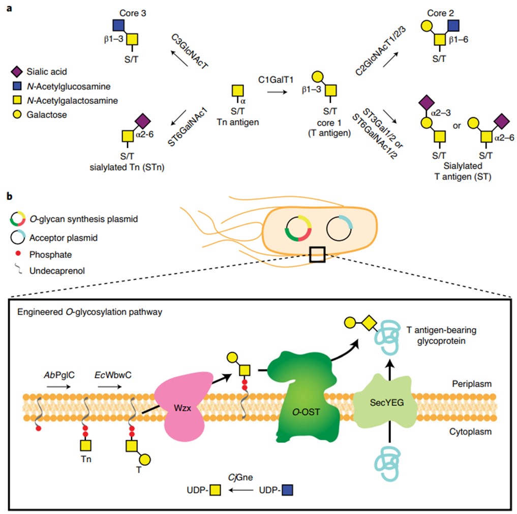 Fig.3 Engineered O-glycosylation pathway in E. coli. (Natarajan, 2020)