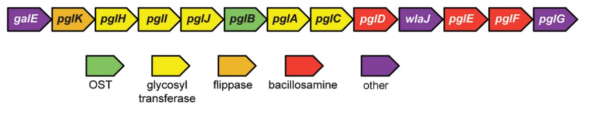 Fig.1 pgl pathway in Campylobacter jejuni. (Baker, 2013)