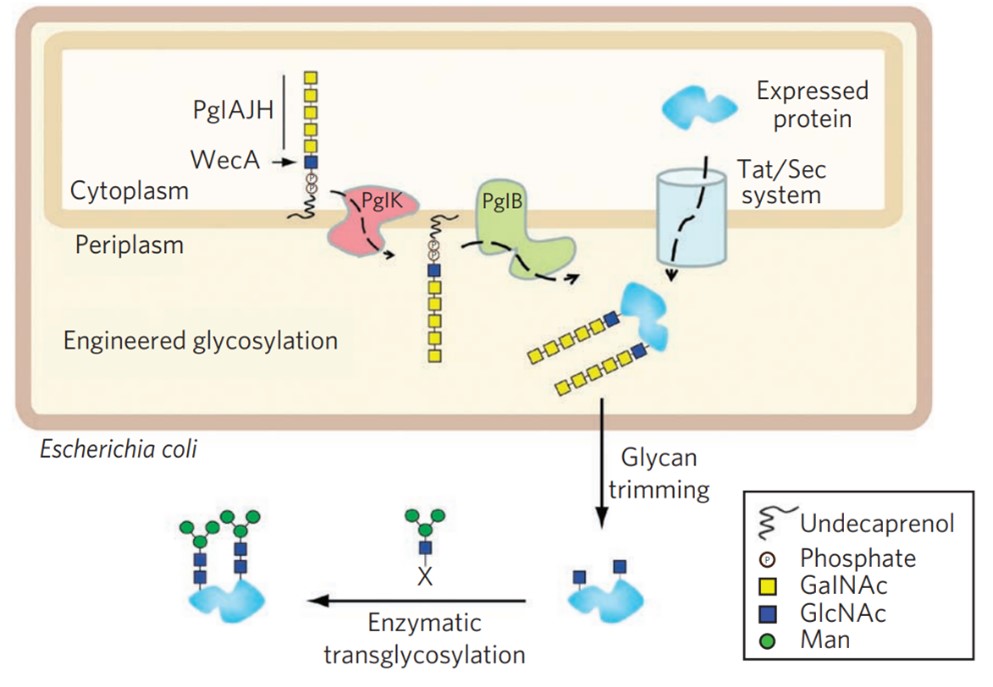 Fig.2 Glycosylation engineering in E. coli. (Schwarz, 2010)