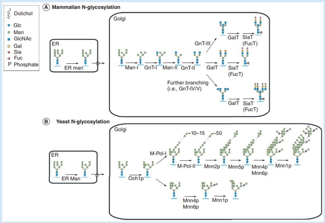Fig.1 N-glycan processing in yeast and mammalian cells. (Laukens, 2015)