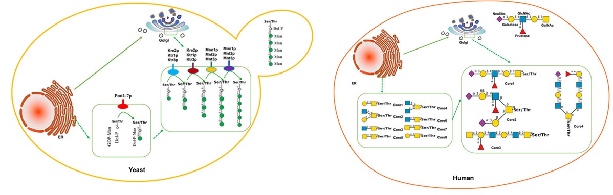 Fig.1 O-glycosylation in yeast and human cells. (Li, et al., 2022)