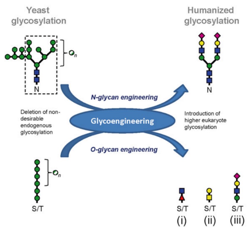 Fig.1 Overview of N- and O-glycan engineering in yeast. (Hamilton, 2015)