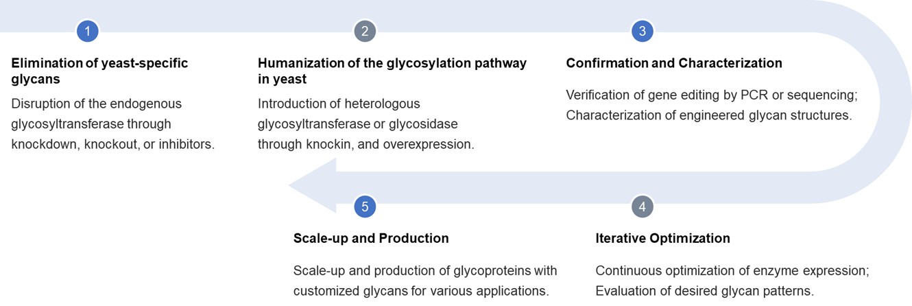 Fig.2 Workflow of our glycoengineering services in yeast. (Creative Biolabs Original)