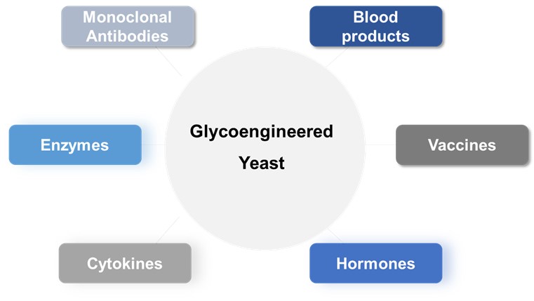 Fig.4 Commercial glycoprotein products produced in yeast. (Creative Biolabs Original)