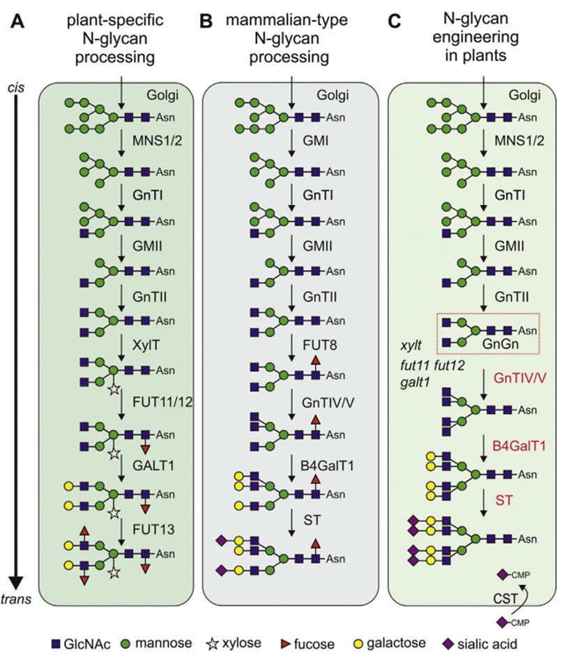 Fig.1 N-glycosylation process in plant and mammalian. (Schoberer & Strasser, 2018)