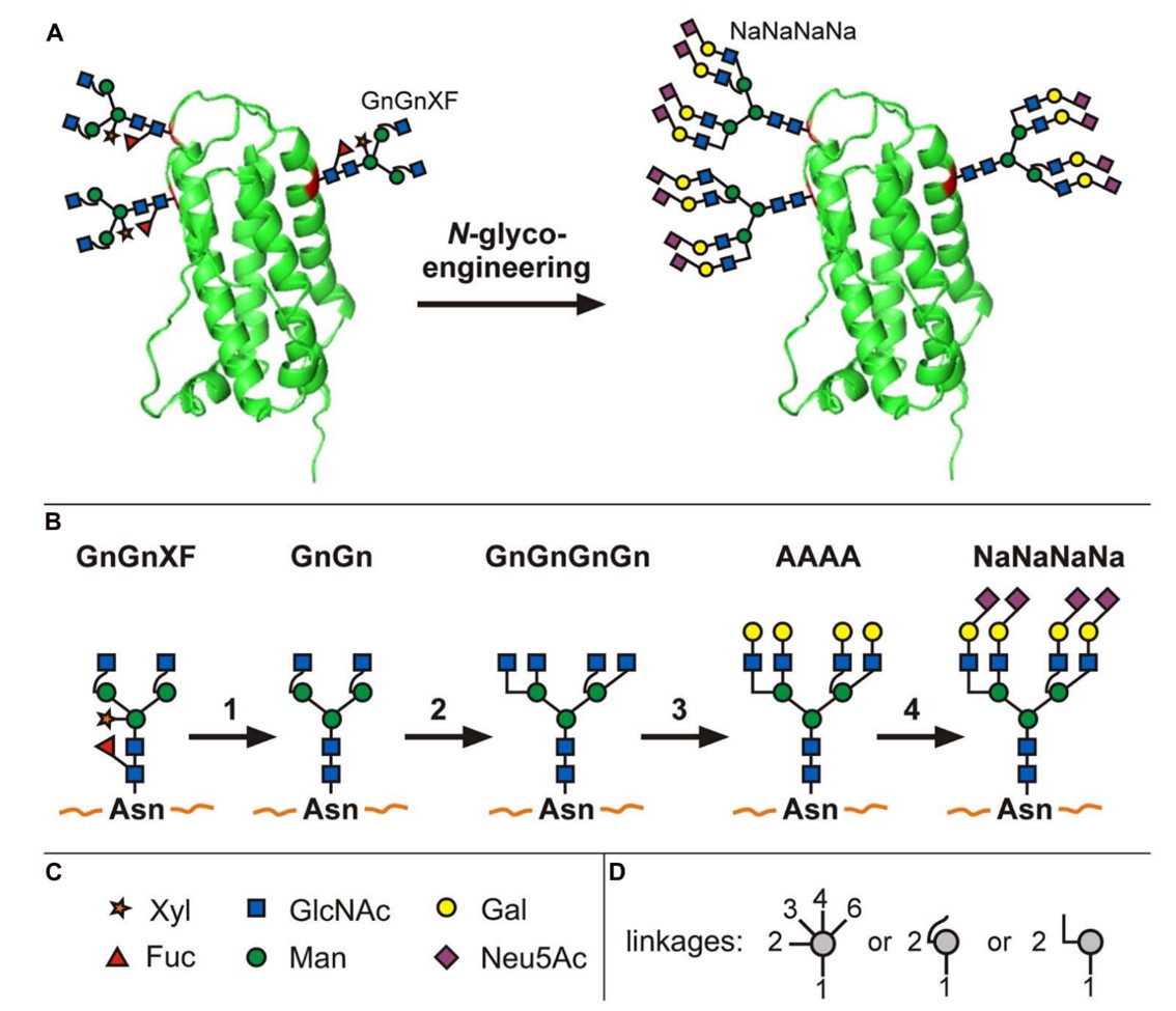 Fig.2 N-glycoengineering in plants. (Loos and Steinkellner, 2014)