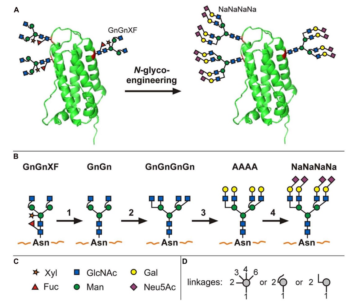 Fig.2 N-glycoengineering in plants to produce tetra-sialylated proteins. (Loos, 2014)