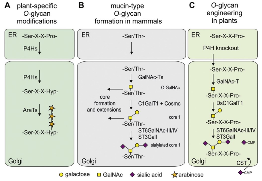 Fig.1 O-glycosylation in plant and mammalian cells. (Schoberer, 2018)