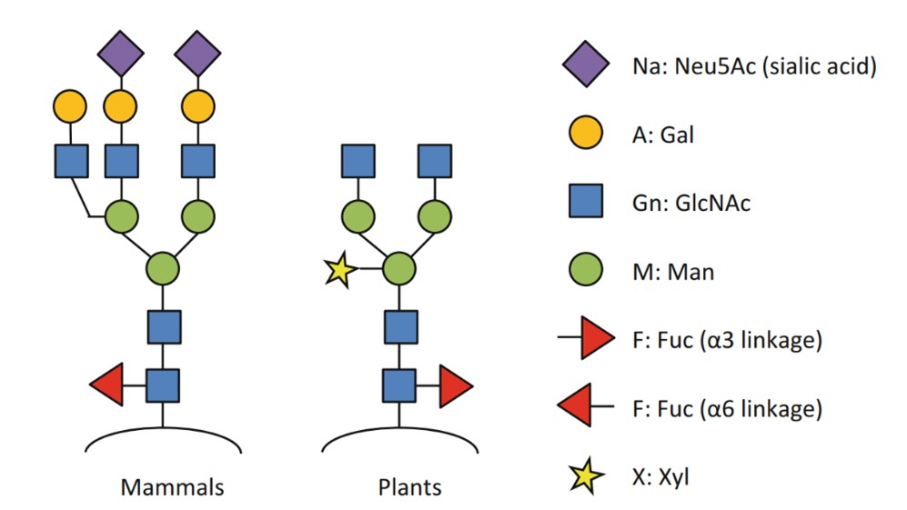 Fig.1 Typical structures of native mammalian and plant glycans. (Fischer, 2018)