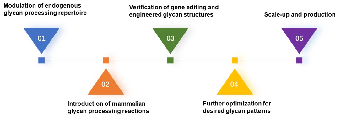 Fig.2 Workflow of our services in plant cell glycoengineering. (Creative Biolabs Original)