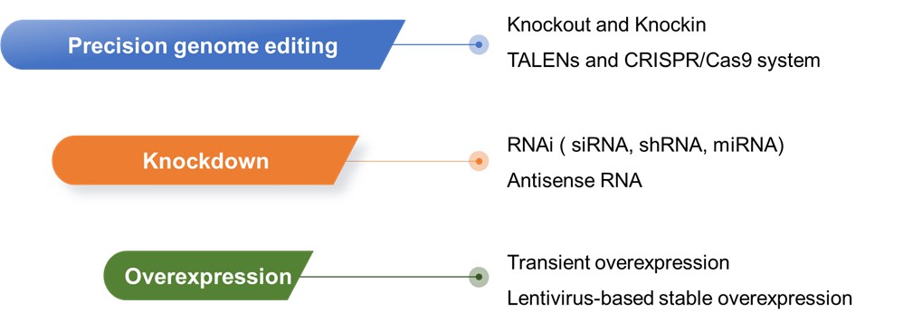 Fig.2 Various technology platforms for plant cell glycoengineering. (Creative Biolabs Original)