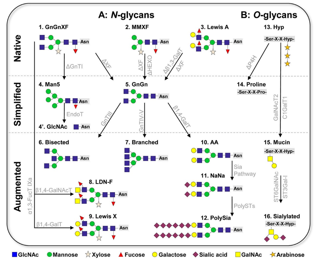 Fig.3 Process of plant glycoengineering. (Montero-Morales & Steinkellner, 2018)