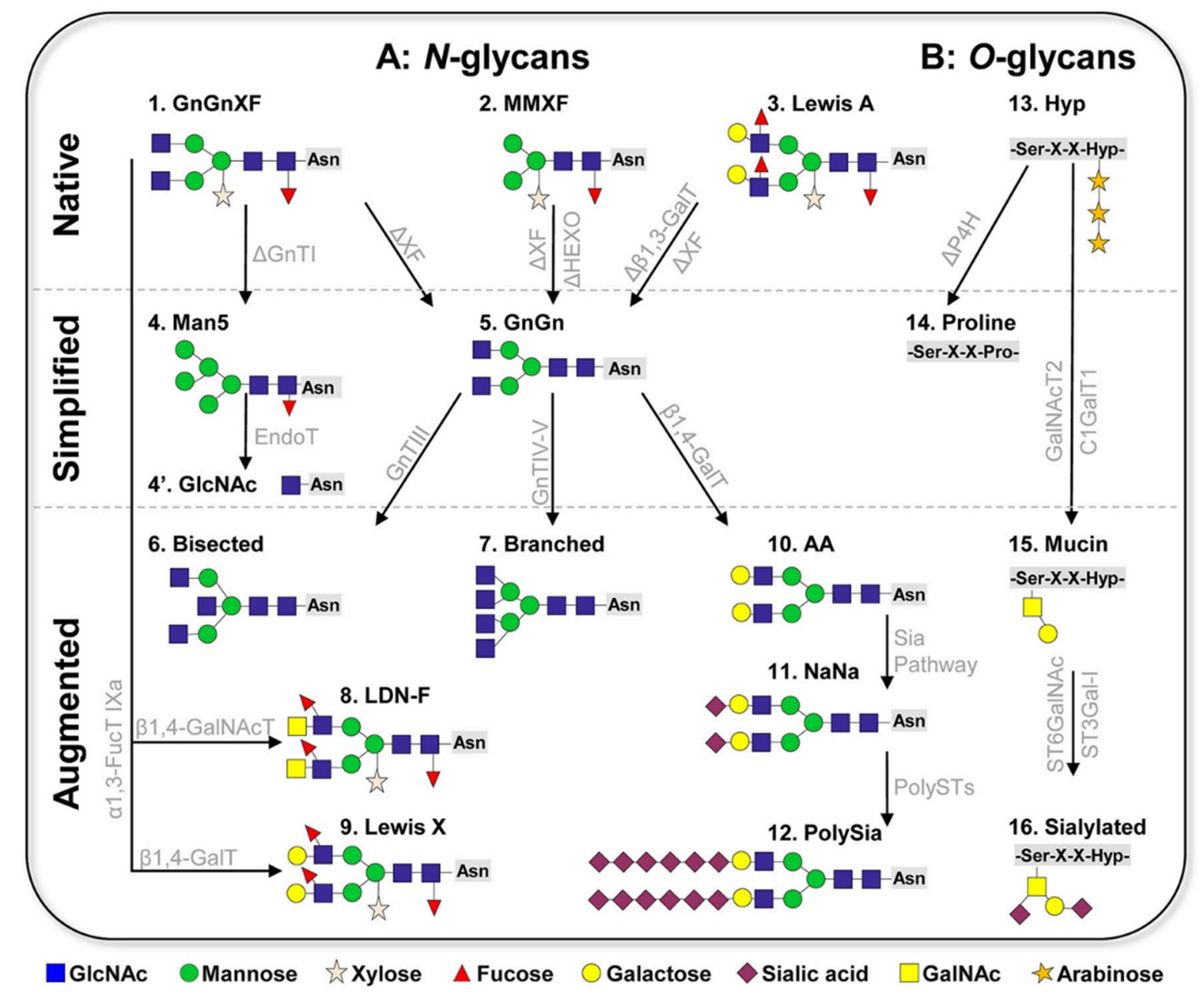 Fig.4 Schematic overview of plant-based glycan engineering. (Montero-Morales, 2018)