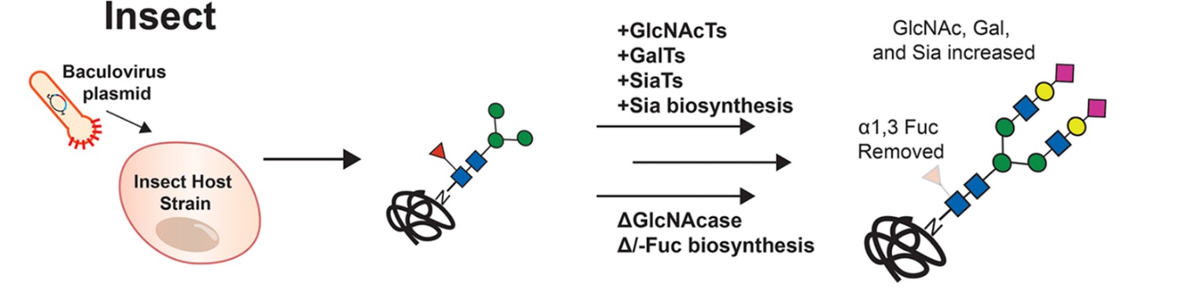 Fig.1 Glycoengineering in insect-based expression systems. (Kightlinger, 2020)