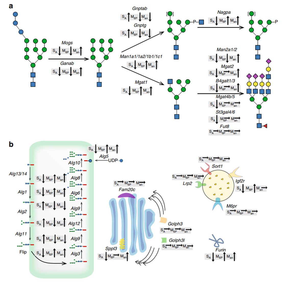 Fig.1 N-glycosylation of GLA. (Tian, et al., 2019)