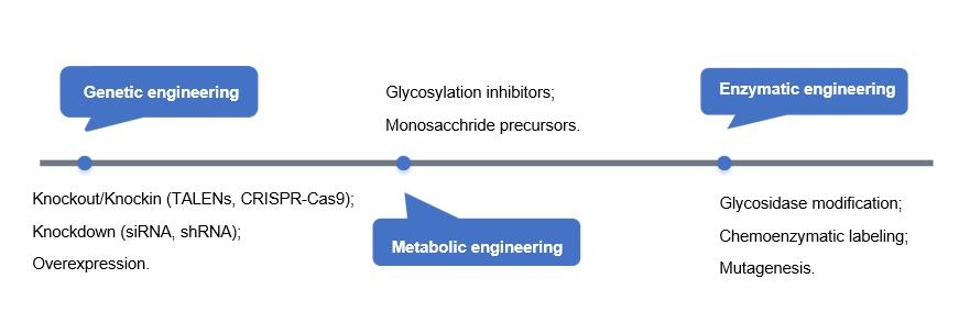 Fig.2 Strategies for glycoengineering in mammalian cells. (Creative Biolabs Original)