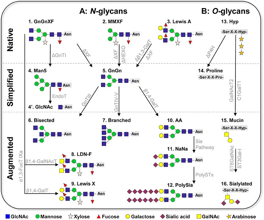 Fig.1 Schematic diagram of glycoengineering in plant systems.