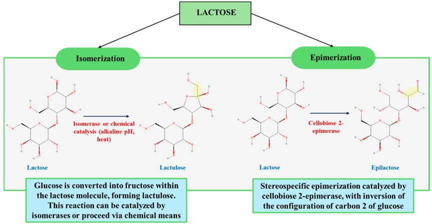 Fig.1. Synthesis of lactulose and epilactose. (OA Literature)
