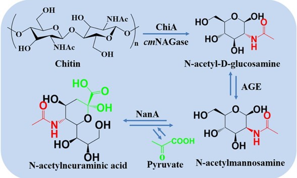 Fig. 3 The process of synthesizing Neu5Ac from chitin. (OA Literature)