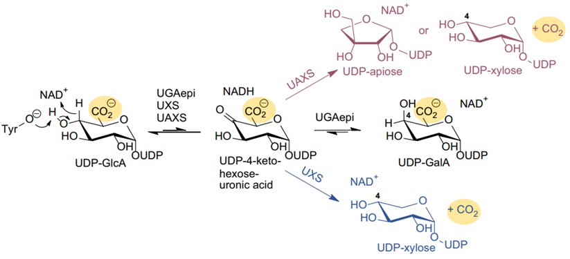 Fig. 1. Enzymatic reaction based on Uridine 5'-diphosphate α-D-glucuronic acid. (OA Literature)